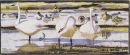 Bewick�s Swans and Pintails